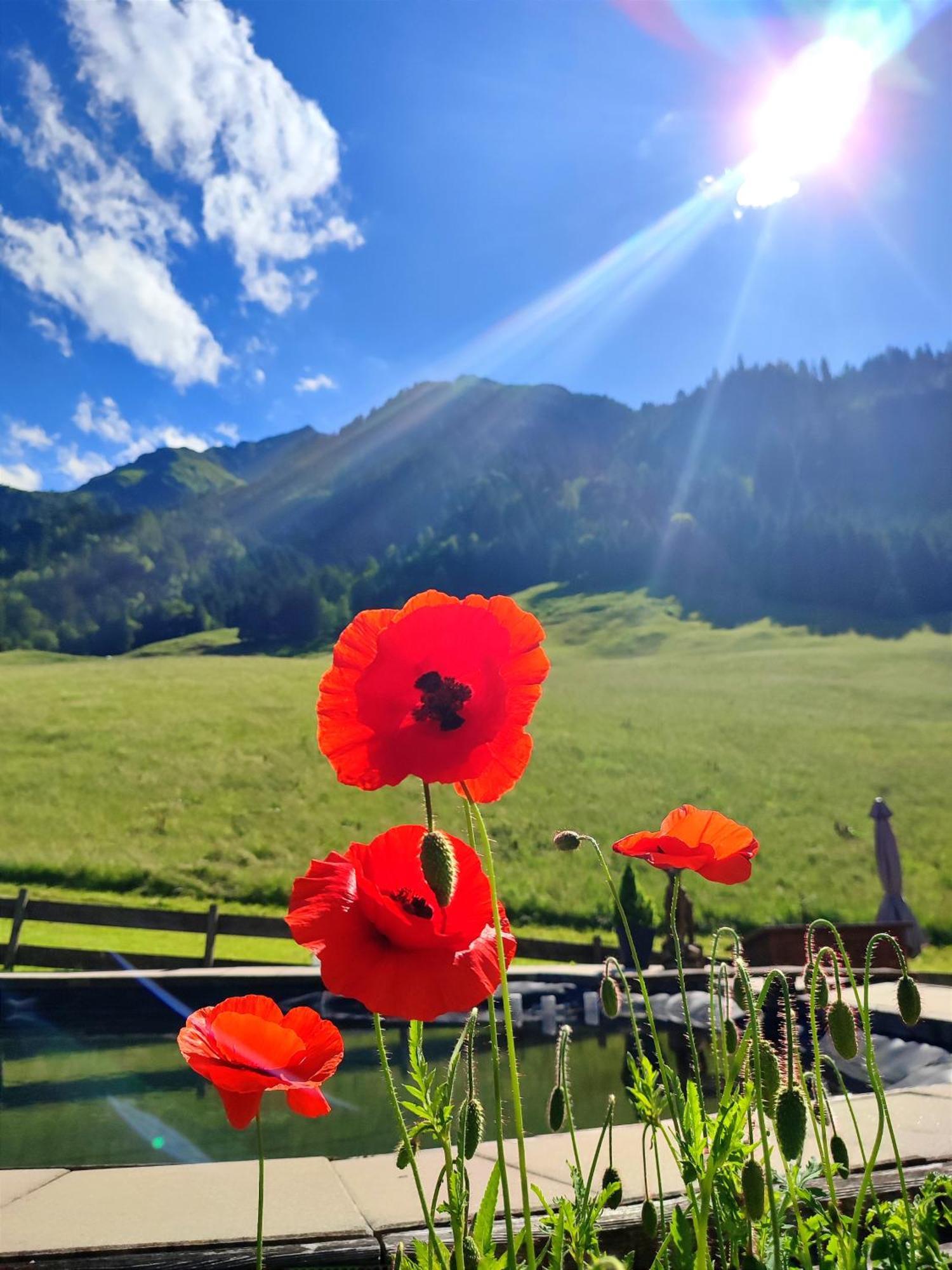 Haus Enzian Lägenhet Mittersill Exteriör bild